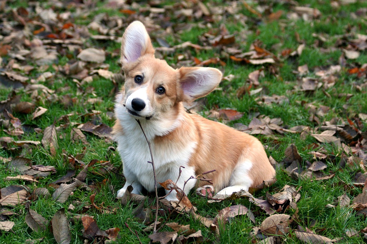 The Personality Traits of the Welsh Corgi